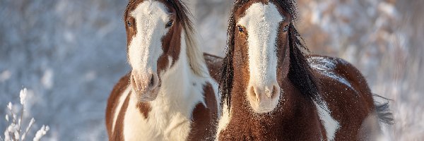 Dwa, American Paint Horse, Konie, Grafika AI, Zima