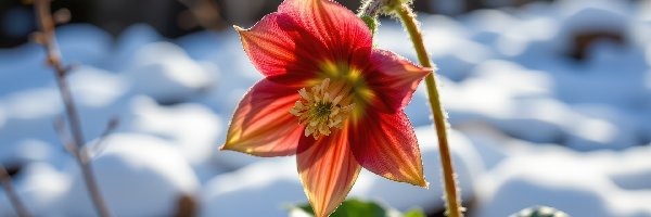 Kwiat, Liście, Ciemiernik, Grafika AI, Śnieg