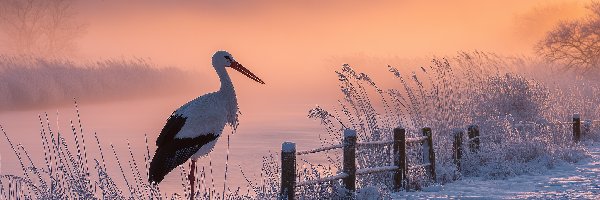 Płot, Zarośla, Zima, Grafika AI, Trawy, Bocian biały
