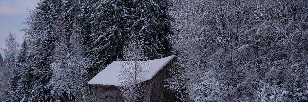 Las, Zima, Śnieg, Drzewa, Szopa, Chata