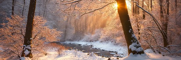 Zima, Przebijające światło, Las, Drzewa, Strumień