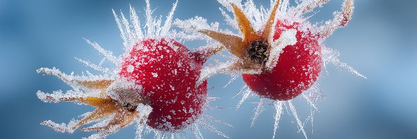 Owoce, Grafika AI, Dzika róża, Zmarznięte