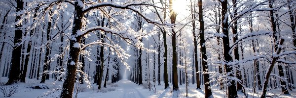 Grafika AI, Drzewa, Zaśnieżona, Ośnieżone, Zima, Las, Droga