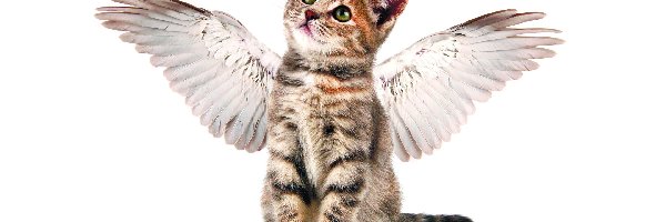 Skrzydła, Kot