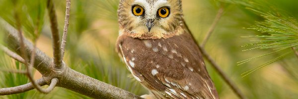 Włochatka mała, Sosna, Gałązki, Sowa