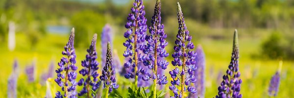 Łubin, Fioletowy, Kwitnący