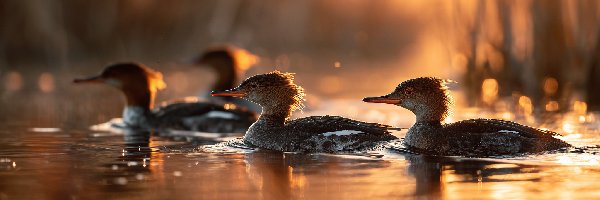 Nurogęsi, Woda, Ptaki, Kaczki, Grafika AI
