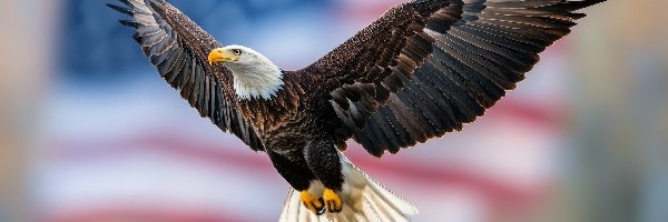Bielik amerykański, Rozpostarte, Lot, Ptak, Skrzydła
