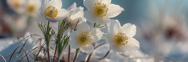 Sasanki, Grafika AI, Śnieg, Białe