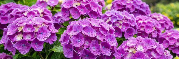 Hortensje, Mokre, Kwiaty