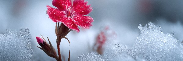 Czerwony, Kwiat, Goździk, Grafika AI, Śnieg