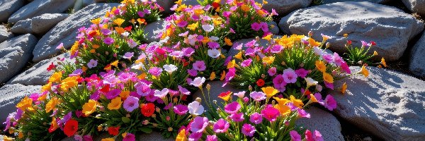 Kolorowe, Grafika AI, Kwiaty, Kamienie