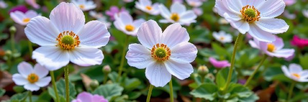 Zawilce, Biał0-różowe