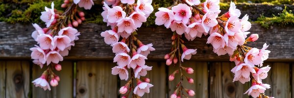 Wiszące, Kwiaty, Różowe, Grafika AI, Płot