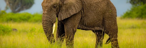 Słoń, Trąba, Opuszczona, Trawa, Zielona