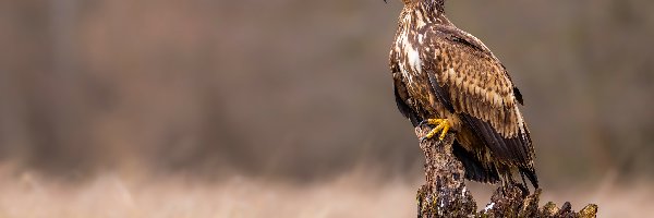 Konar, Bielik zwyczajny