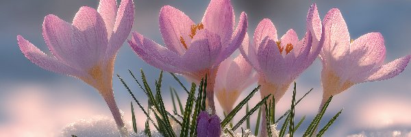 Rozwinięte, Krokusy, Różowe, Grafika AI, Śnieg