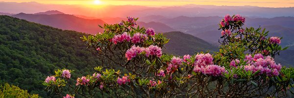 Góry, Zalesione, Wzgórza, Zachód słońca, Różanecznik, Kwitnący