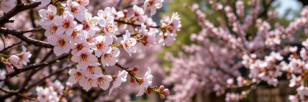 Grafika AI, Gałązki, Jasnoróżowe, Drzewa owocowe, Kwitnące, Droga, Kwiaty