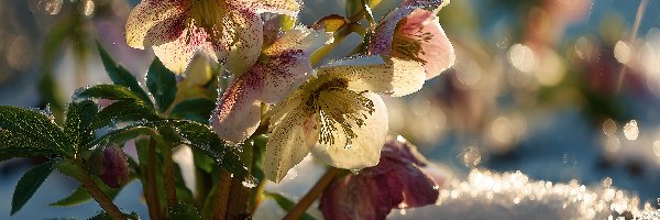 Ciemierniki, Grafika AI, Kwiaty, Żółte