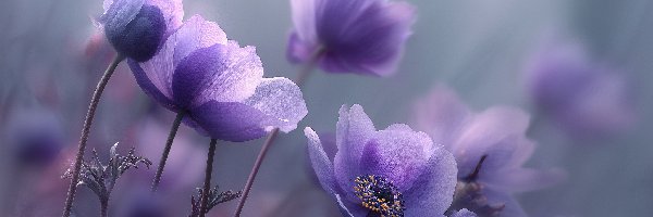 Zawilce, Grafika AI, Anemony, Fioletowe