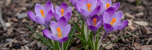 Krokusy, Kwiaty, Fioletowe, Kora, Ziemia