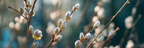 Bazie, Gałązki, Kotki, Grafika AI, Wierzba