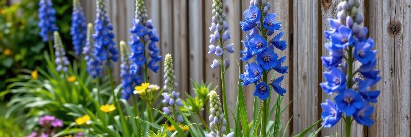 Niebieska, Płot, Ostróżka, Kwiaty