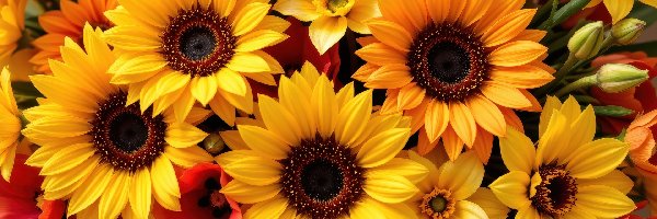 AI, Słoneczniki ozdobne, Kwiaty