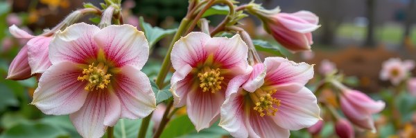 Ciemierniki, Kwiaty, Biało-różowe