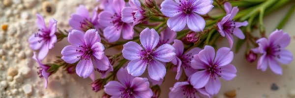 Drobne, Gałązki, Kwiaty, Fioletowe