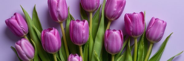 Tło, Tulipany, Fioletowe