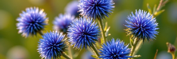 Kuliste, Przegorzan, Kwiaty, Niebieskie