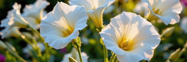 Białe, Kwiaty, Rozwinięte, Rozświetlone