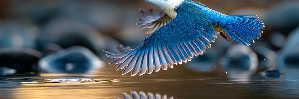 Grafika AI, Łowiec, Łowczyk obrożny, Ptak, Niebieski, Woda, Lot