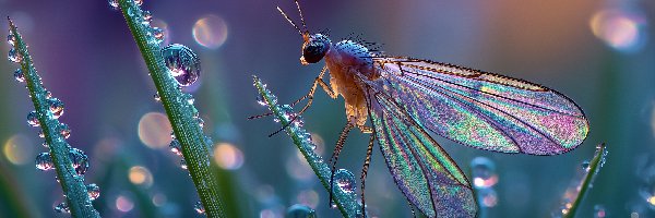 Makro, Trawa, Krople, Grafika AI, Źdźbła, Owad