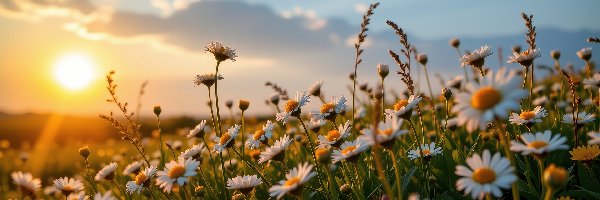Rumiany polne, Grafika AI, Zachód słońca, Kwiaty