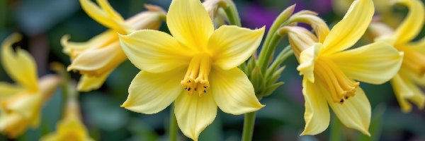 Żółte, Zbliżenie, Kwiaty, Rozkwitnięte