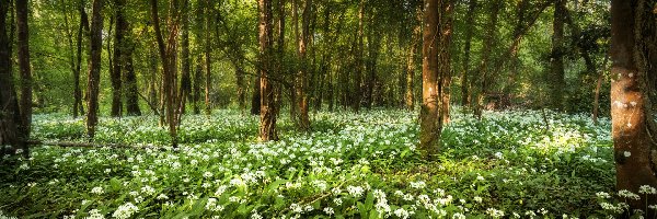 Las, Wiosna, Drzewa, Kwiaty, Czosnek niedźwiedzi