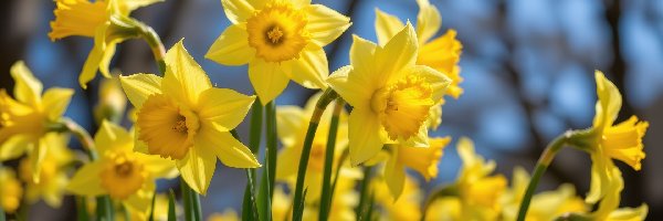 Rozwinięte, Kwiaty, Żółte, Zbliżenie, Narcyzy żonkile