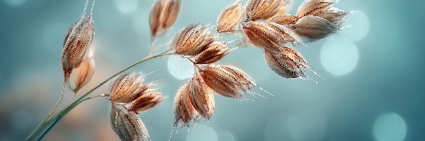 Źdźbło, Grafika AI, Kłos, Zboże