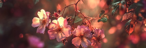 Liście, Kwiaty, Gałązki, Grafika AI, Różowe, Dzika róża