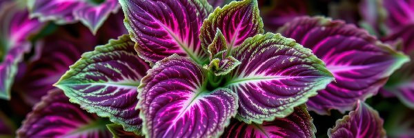 Purpurowe, Grafika AI, Liście, Koleus