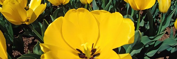 Rozkwitnięte Tulipany
