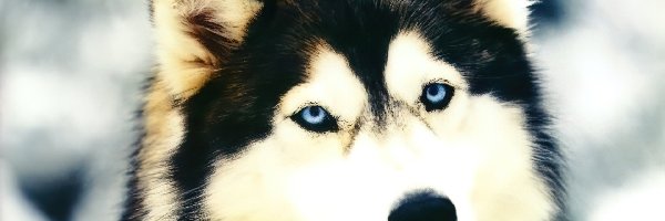 Oczy, Niebieskie, Alaskan Malamute