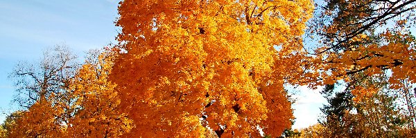 Żółte, Jesień, Drzewa, Listowie, Opadłe