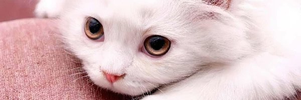 Kotek, Oczy, Pyszczek, Biały