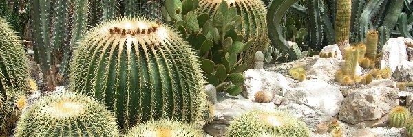 Kaktusy, Różne