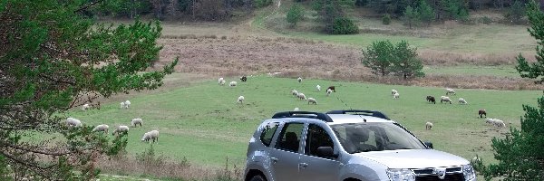 Dacia Duster, Pastwisko, Owce, Srebrna