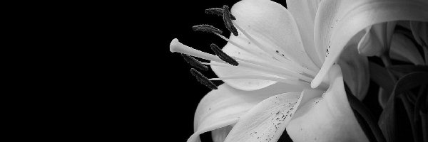 Kwiat, Biały, Piękny